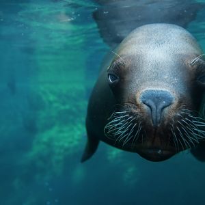 Patagonian sea lion (Otaria byronia)