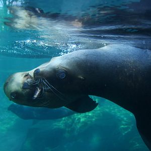 Patagonian sea lion (Otaria byronia)