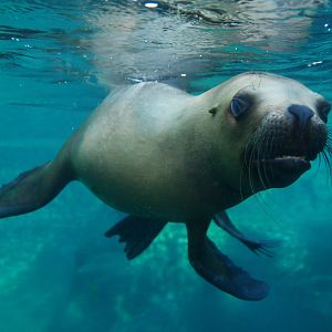Patagonian sea lion (Otaria byronia)