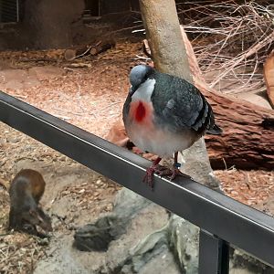 Bleeding Heart Dove and Agouti