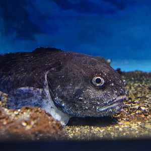 Blobfish! (Psychrolutes macrocephalus)