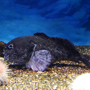 Blobfish! (Psychrolutes macrocephalus)