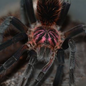 Pale Colombian lesser black tarantula (Xenesthis sp. 'Light')
