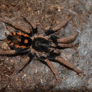Speckle patch dwarf tarantula (Hapalopus sp. 'Guerilla')