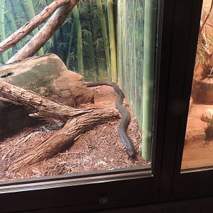 black necked spitting cobra