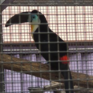 channel billed toucan