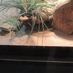 zebra spitting cobra