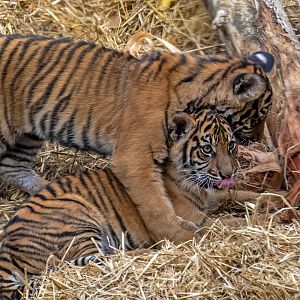 Sumatran tiger cubs