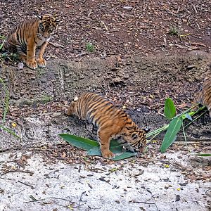 Sumatran tiger cubs
