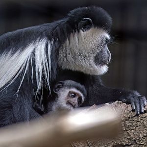 Colobus monkey and infant