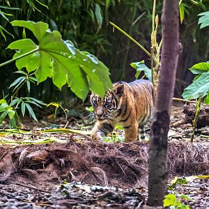 Sumatran tiger 'Susu'