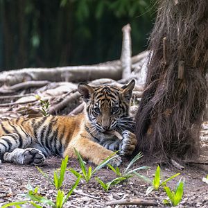 Sumatran tiger 'Ketambe'
