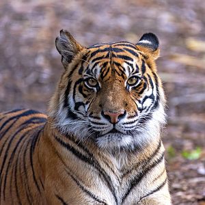 Sumatran tiger 'Delilah'
