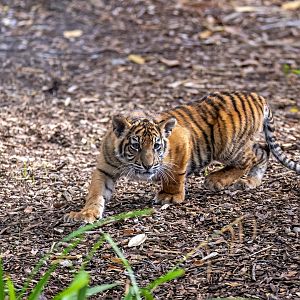 Sumatran tiger 'Marni'