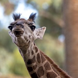 Giraffe calf 'Matumi'