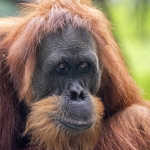 Sumatran orangutan 'Puspa'