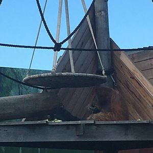 Santan (male Sumatran Orangutan)