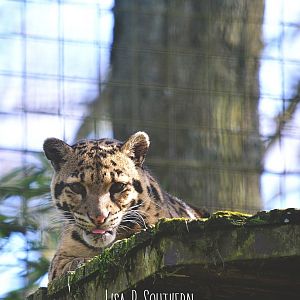 clouded leopard