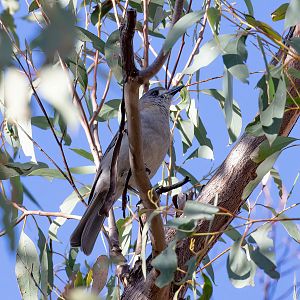 Grey Shrike-thrush