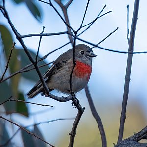 Scarlet Robin female