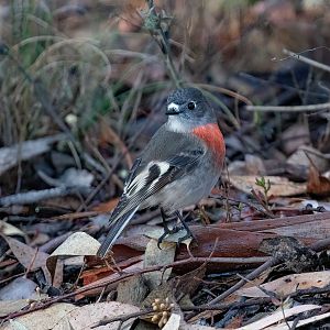 Scarlet Robin female