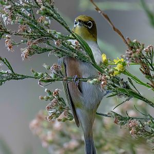 Silvereye