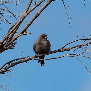 Dusky Woodswallow