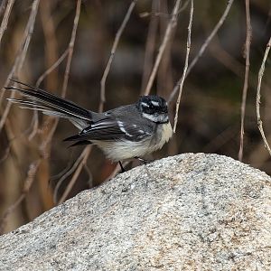 Grey Fantail