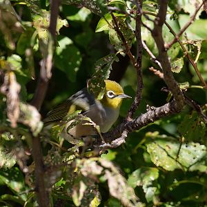 Silvereye