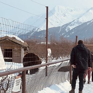Brown Bear Exhibit with Guests