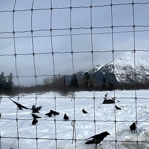 Open Air Raven Aviary