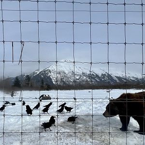 Mixed Bear / Raven Exhibit