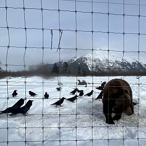 Brown Bear and Common Ravens
