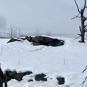 Black Bear exhibit with signs of activity