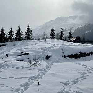 Brown Bear exhibit with signs of activity