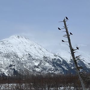 Common Ravens perched above Brown Bear Exhibit