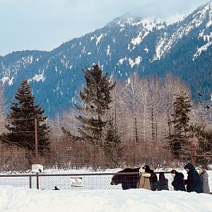 Guests viewing Brown Bear