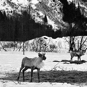 Caribou.  Black & White