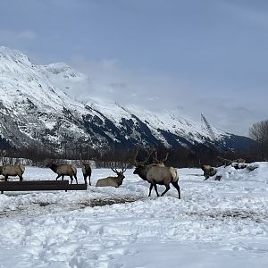 Elk