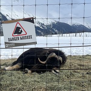 That’s not just any Muskox…that’s a Danger Muskox.