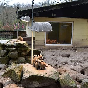 Meerkat enclosure