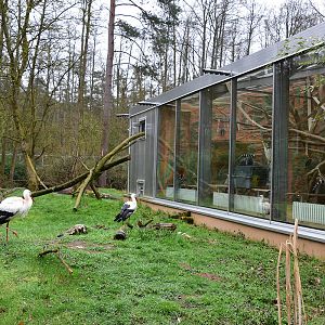 Ringtailed lemur walk-through enclosure