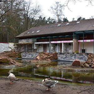 Building islands for smaller monkeys alongside the tropical house