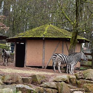 Part of the African enclosure