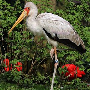 Yellow-billed stork (Mycteria ibis)