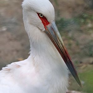 Maguari stork (Ciconia maguari)