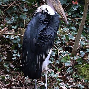 Marabou stork (Leptoptilos crumenifer)