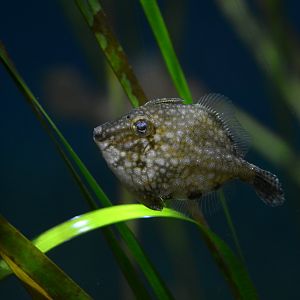 Whitespotted pygmy filefish (Rudarius ercodes)
