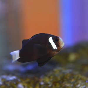 Whitesnout anemonefish (Amphiprion mccullochi)