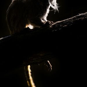 Emperor tamarin